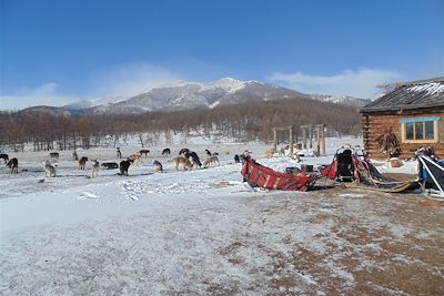 Repos des chiens près du lac Khuvsgul gelé - Mongolie