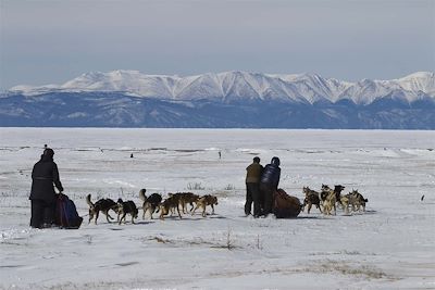 Traîneau à chiens sur le lac Khuvsgul gelé - Mongolie