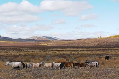 Les chevaux de Taiga - Mongolie