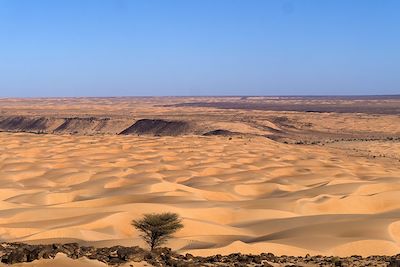 Palmeraie de l'Oued Timinit - Les oasis de l'Adrar - Mauritanie