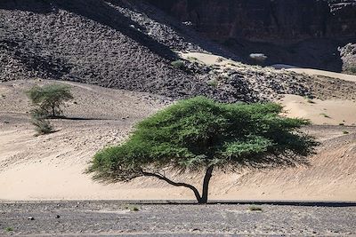 Acacias - Mauritanie