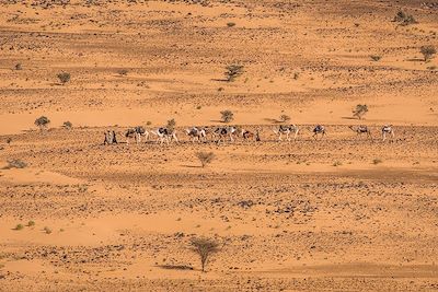 Maaden - Jouali - Mauritanie