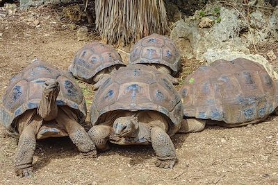 La Réserve de Tortues Géantes de François Leguat Anse Quitor - Rodrigues