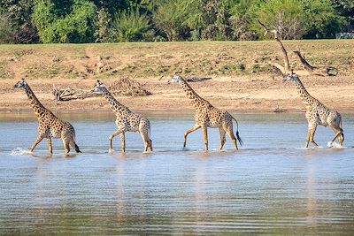 South Luangwa - Zambie