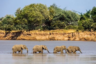 Elephants - Parc national de South Luangwa - Zambie