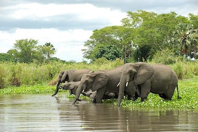 Parc national de Liwonde - Malawi