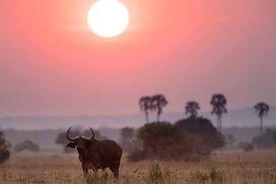 Buffles au coucher du soleil - Parc national de Liwonde - Malawi