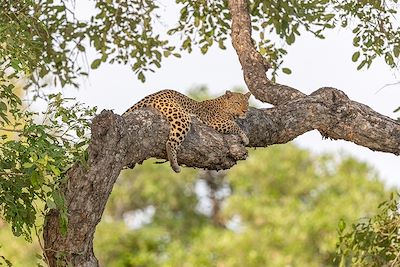 Léopard - North Luangwa - Zambie