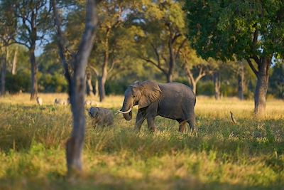 Eléphants- Parc national de South Luangwa - Zambie