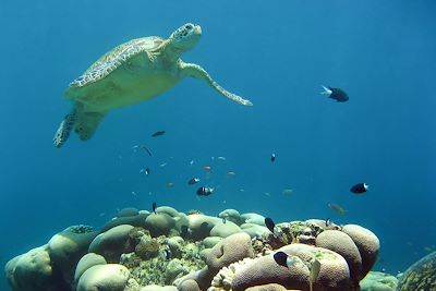 Tortue de mer - Bornéo - Malaisie