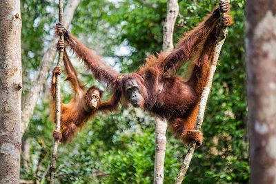 Orang-Outan - Borneo - Malaisie