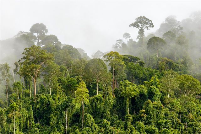 Voyage Immersion dans la jungle de Bornéo