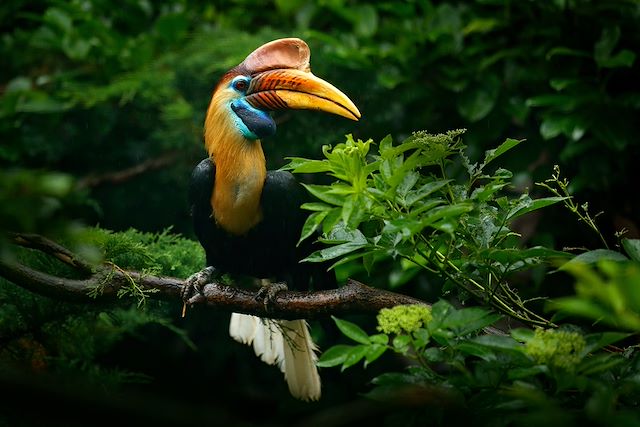 Voyage Immersion dans la jungle de Bornéo