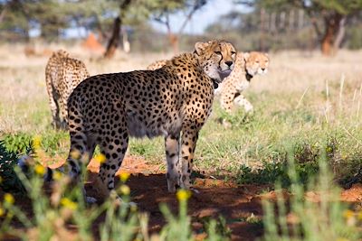 Cheetah Conservation Fund - Otjiwarongo - Namibie