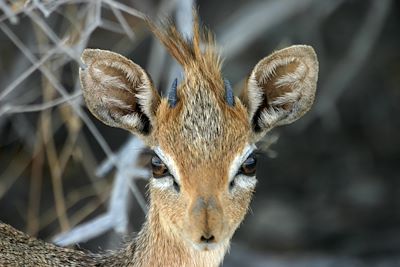 Etosha Safari Camp - Etosha - Namibie