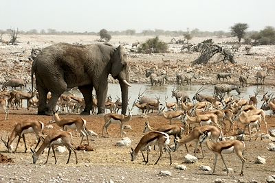 Parc National Etosha - Namibie