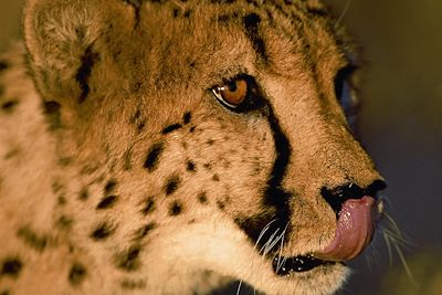 Cheetah Conservation Fund - Otjiwarongo - Namibie