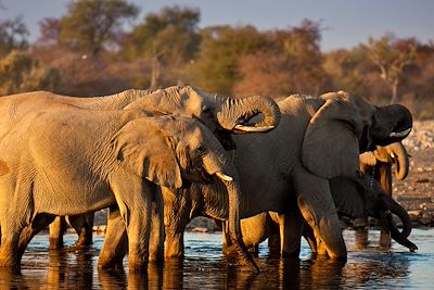 Mokuti Etosha Lodge - Etosha Est - Namibie