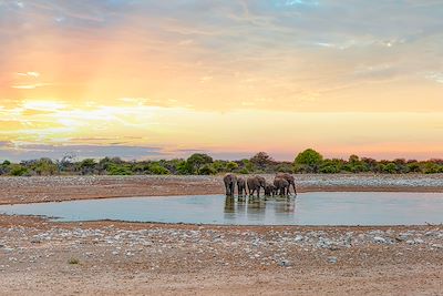 Un troupeau d'éléphant boit de l'eau au Parc d'Etosha en Namibie