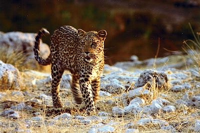 Léopard - Etosha - Namibie