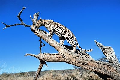 Voyage Brousse et Savane Namibie