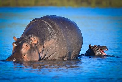 Pride of Zambezi - Kasane - Botswana