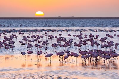 Flamants Roses - Walvis Bay - Namibie