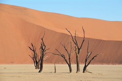 Dead Vlei - Dunes de Sossusvlei - Parc national du Namib-Naukluft - Namibie