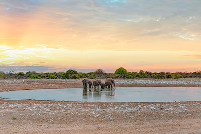 Un troupeau d'éléphant boit de l'eau au Parc d'Etosha en Namibie