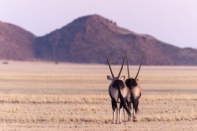 Deux oryx en Namibie 