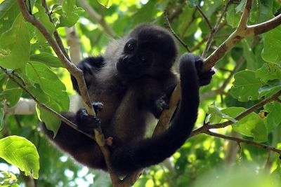 Singe hurleur - Nicaragua