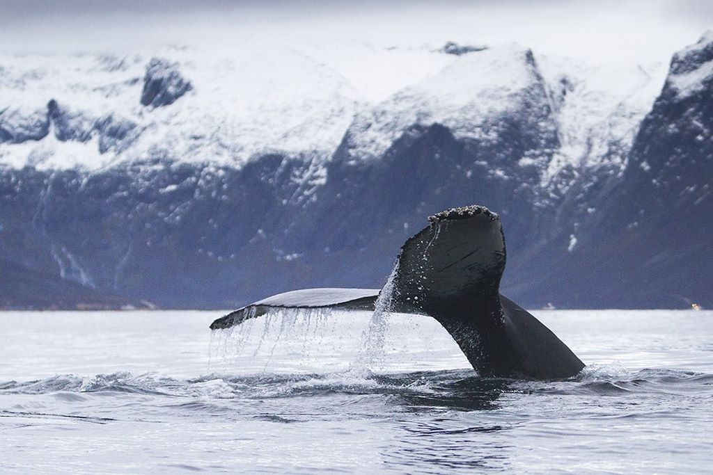 Norvège - Alpes De Lyngen - Observation Des Baleines Et Des Orques - 7 ...