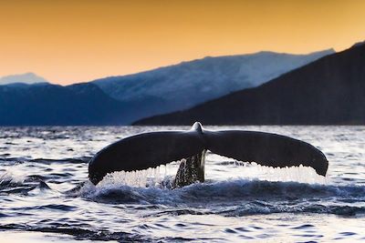 Baleine à bosse - Tromso - Norvège