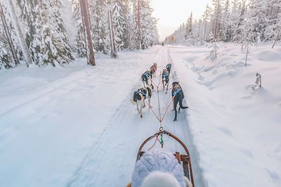 Activité traîneau à chiens en Laponie