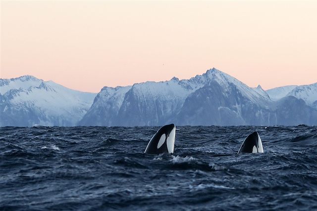 Voyage Baleines, orques et aurores dans les fjords