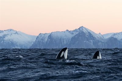 Baleines, orques et aurores dans les fjords