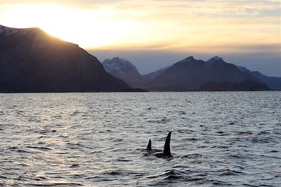 Observation des orques - Région de Tromso - Norvège