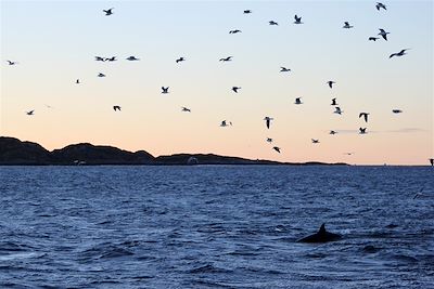 Observation des orques - Région de Tromso - Norvège