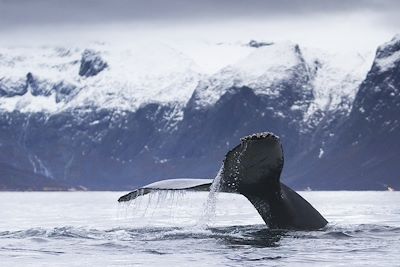 Baleine à bosse - Tromsø - Norvège