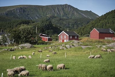 Ferme - Vesteralen - Norvège