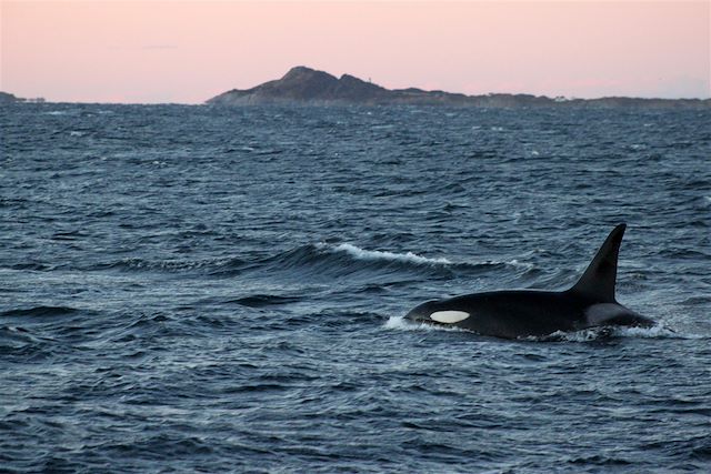 Voyage Épopée Nordique en Voilier