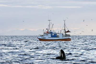 Orques - Îles Vesterålen - Norvège