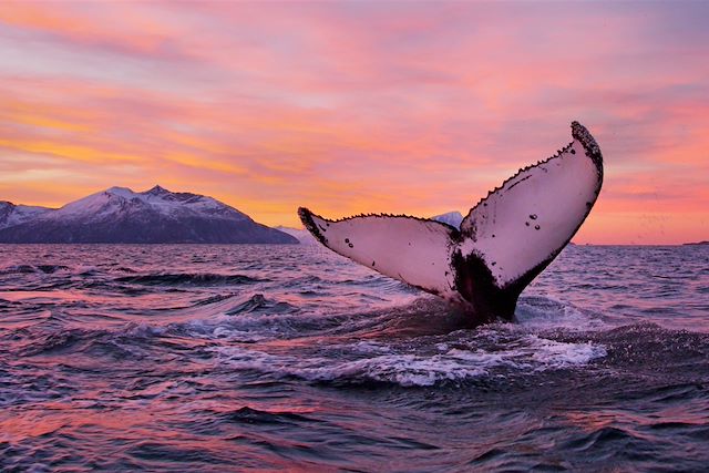 Voyage Baleines et orques des Alpes de Lyngen