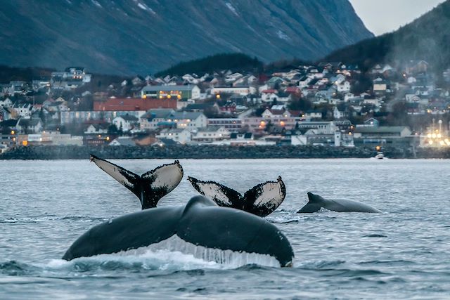 Voyage Baleines et orques des Alpes de Lyngen