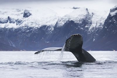 Voyage Laponie norvégienne