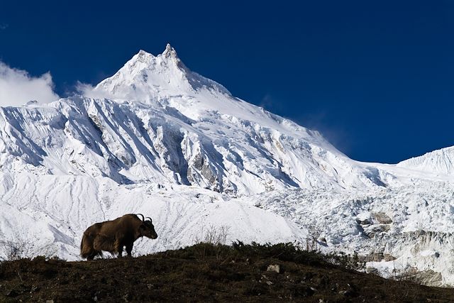 Voyage Manaslu et Annapurnas, la boucle royale !