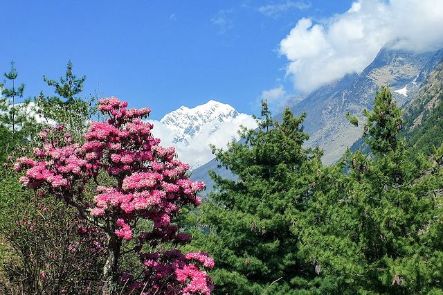 Voyage Balcon et sanctuaire des Annapurnas