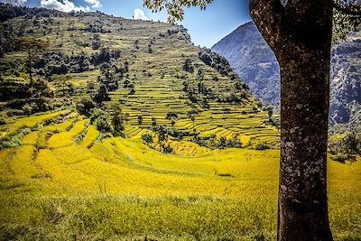 Tour du Manaslu - Népal