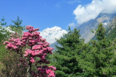 Rhododendrons - Népal