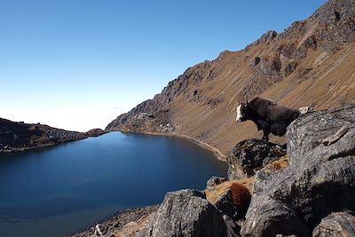 Helambu et lacs de Gosainkund - Népal